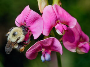 Humans need bumble bees—and they are disappearing faster than we thought