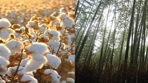 What You May Not Know About Cotton