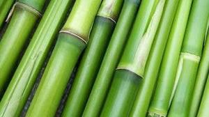 Bamboo is Better for You and the Environment